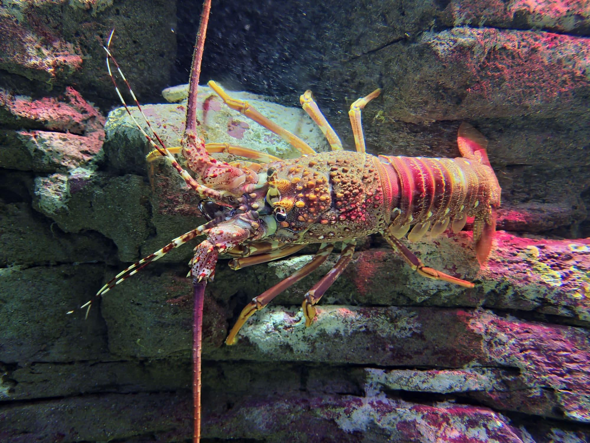 Close-up of a live spiny lobster underwater