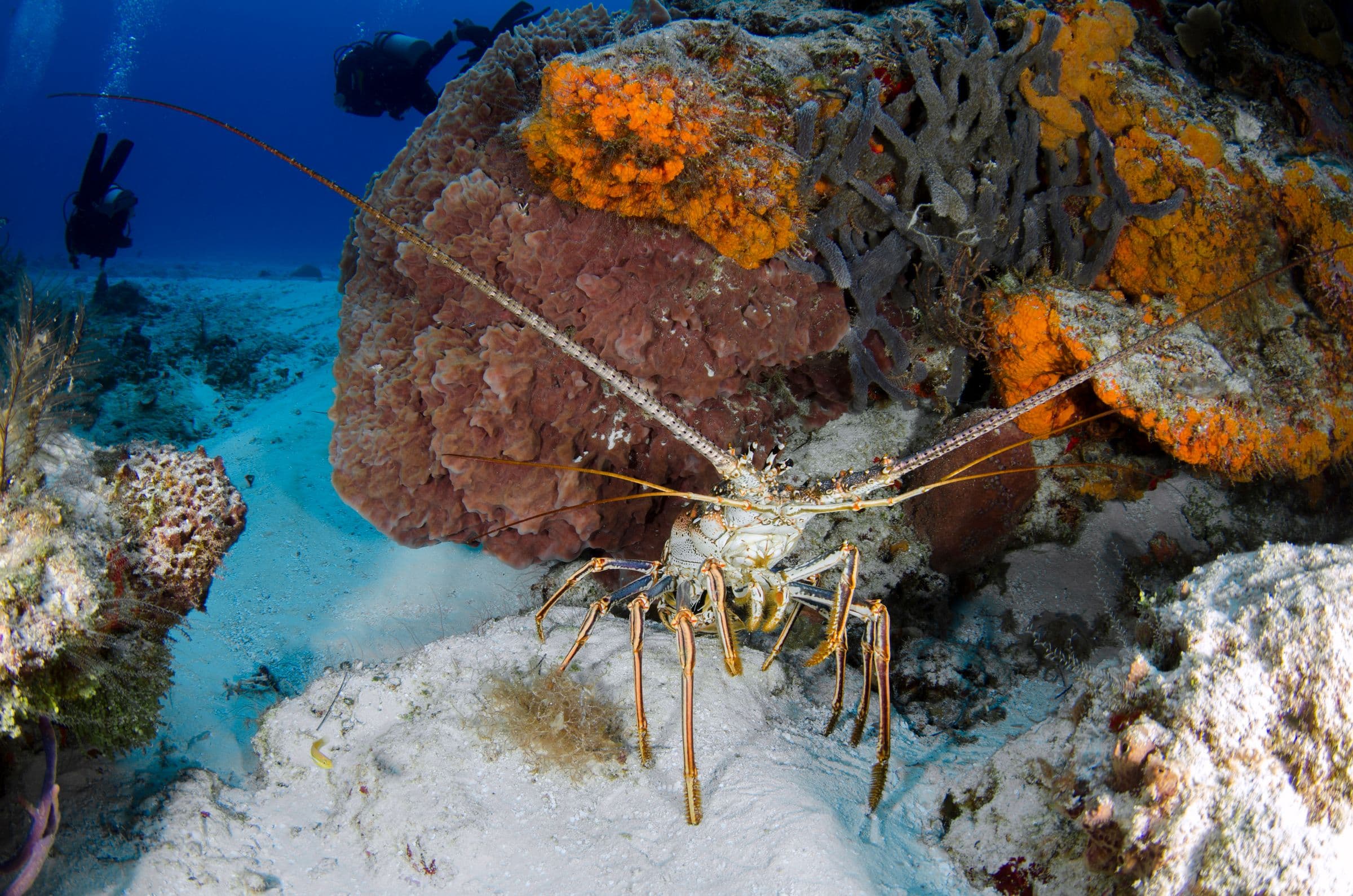 Caribbean spiny lobster in clear Caribbean waters